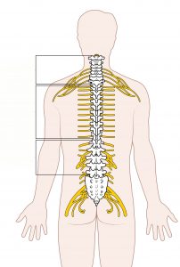 Diagram_of_the_Spinal_Cord_Unlabeled
